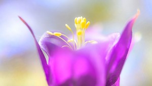 bestaat god bewijzen natuur-bloem