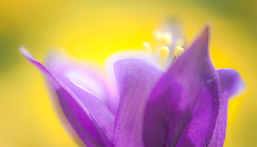 flower-images-abstract-art-closeup