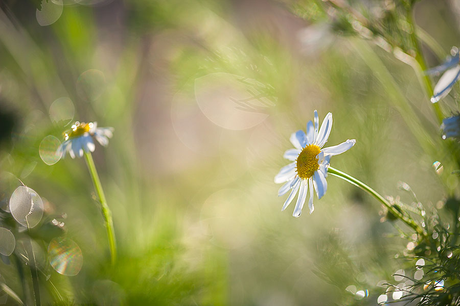 flower-images-daisy-grass