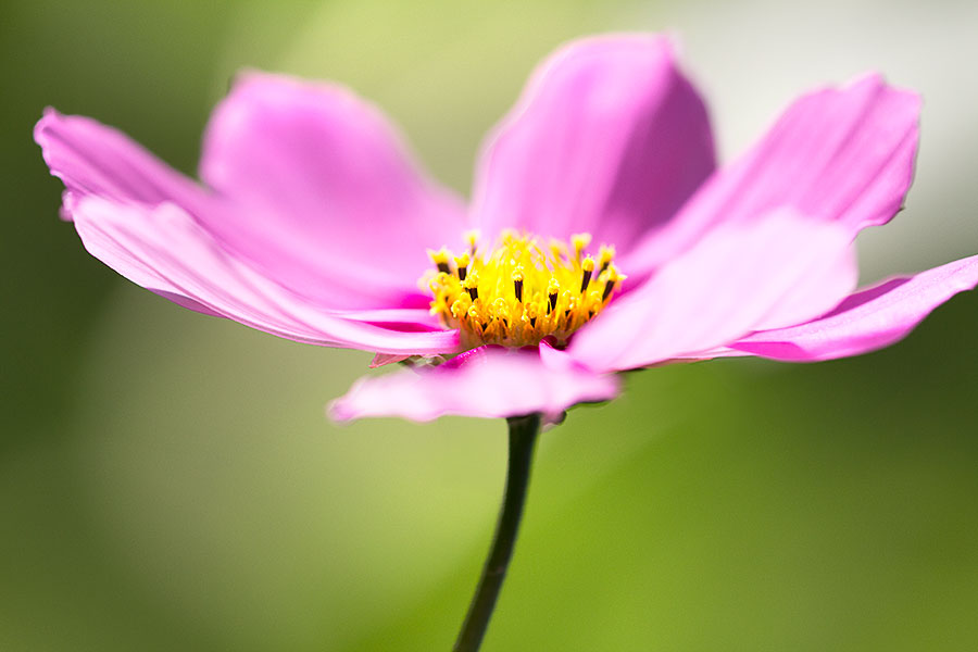 flower-images-purple-blue-yellow