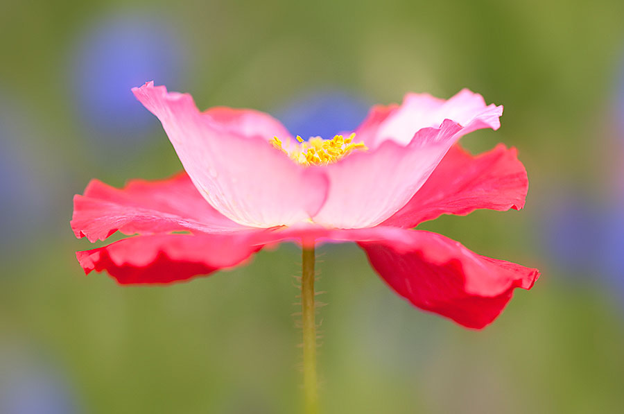 flower-images-red-poppy-colors