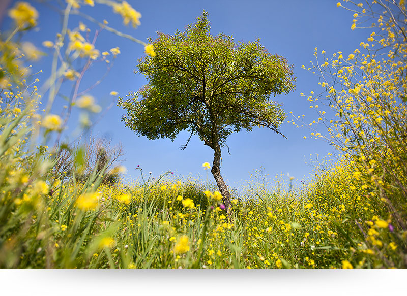 landscape-images-canvas-prints-bright-yellow-flowers-tree