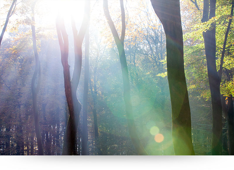 landscape-images-canvas-prints-forest-sunbeams-bokeh