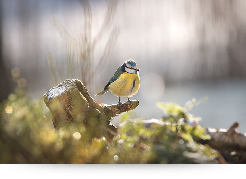 nature-images-prints-bird-winter