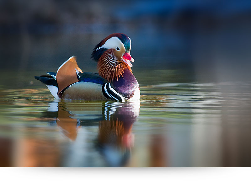nature-images-prints-mandarin-duck