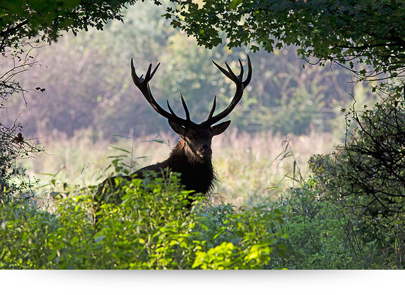 nature-images-prints-red-deer-silhouet-antlers