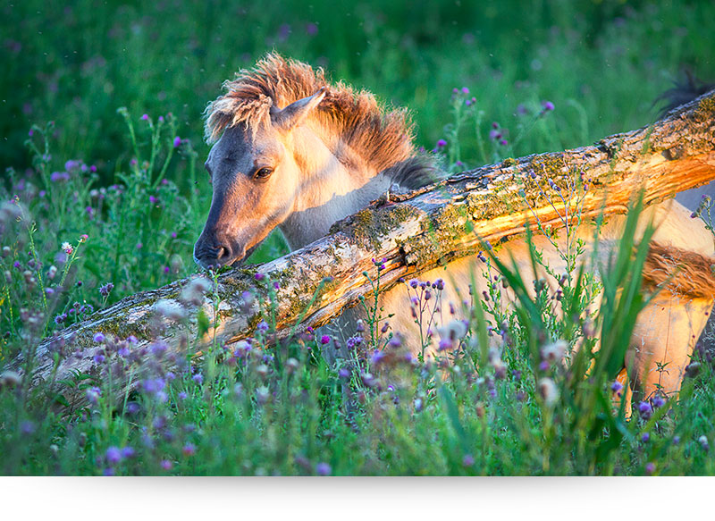 nature-images-prints-wild-horse-foal-flowers